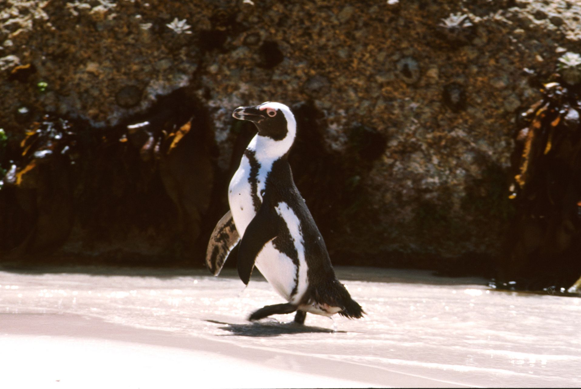 Südafrika - Bolders - Pinguinkolonie am Strand von Boulders